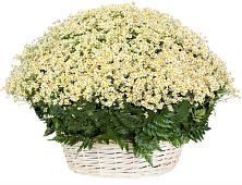 Цветочная композиция из Ромашки в корзине #REPLACE_PRED# Черге